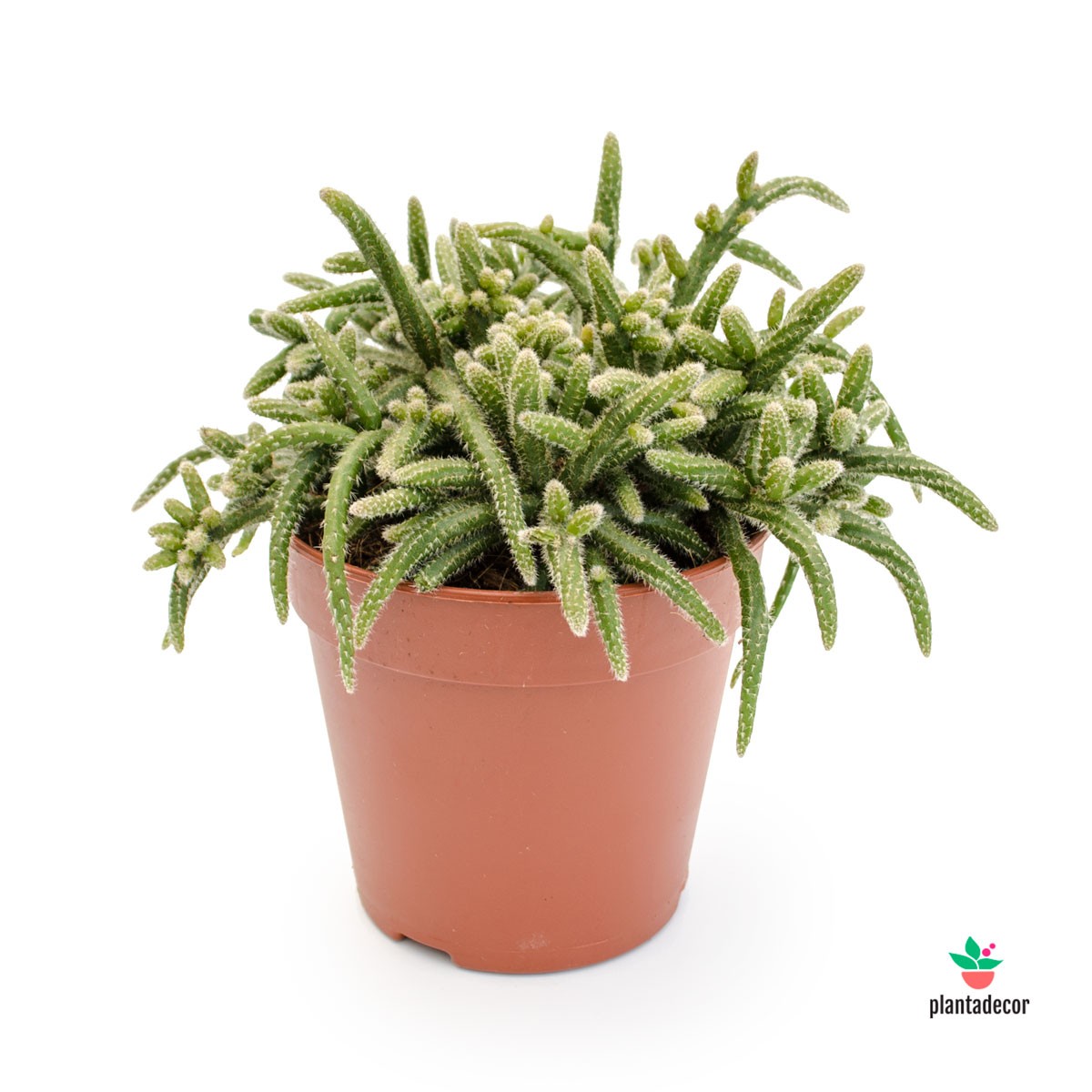 Rhipsalis Bacciferia