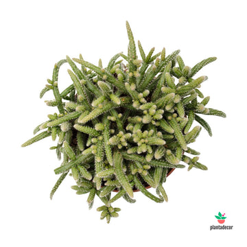 Rhipsalis Bacciferia Horrida