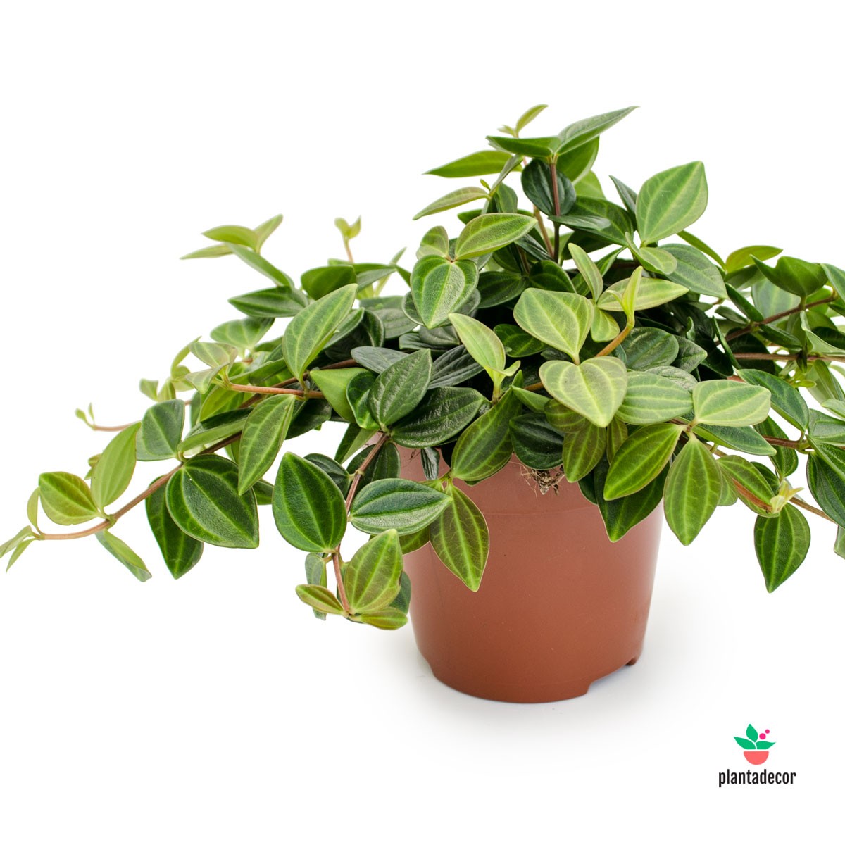 Peperomia Angulata comprar