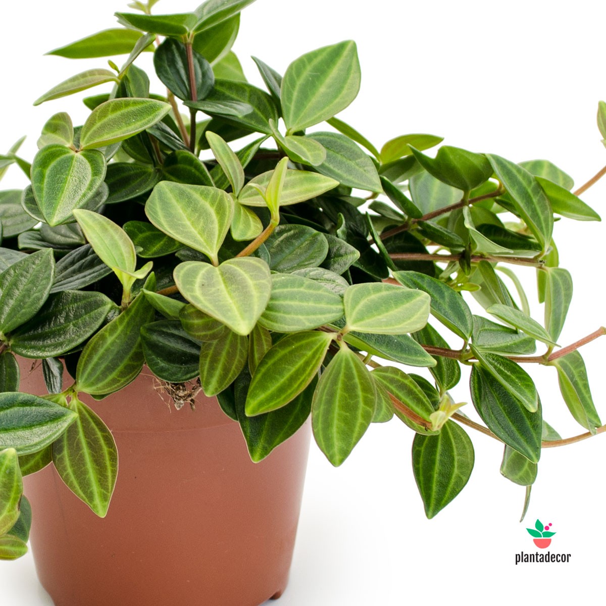 Peperomia rocca oscuro