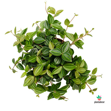 Peperomia Angulata 'Rocca Scuro'