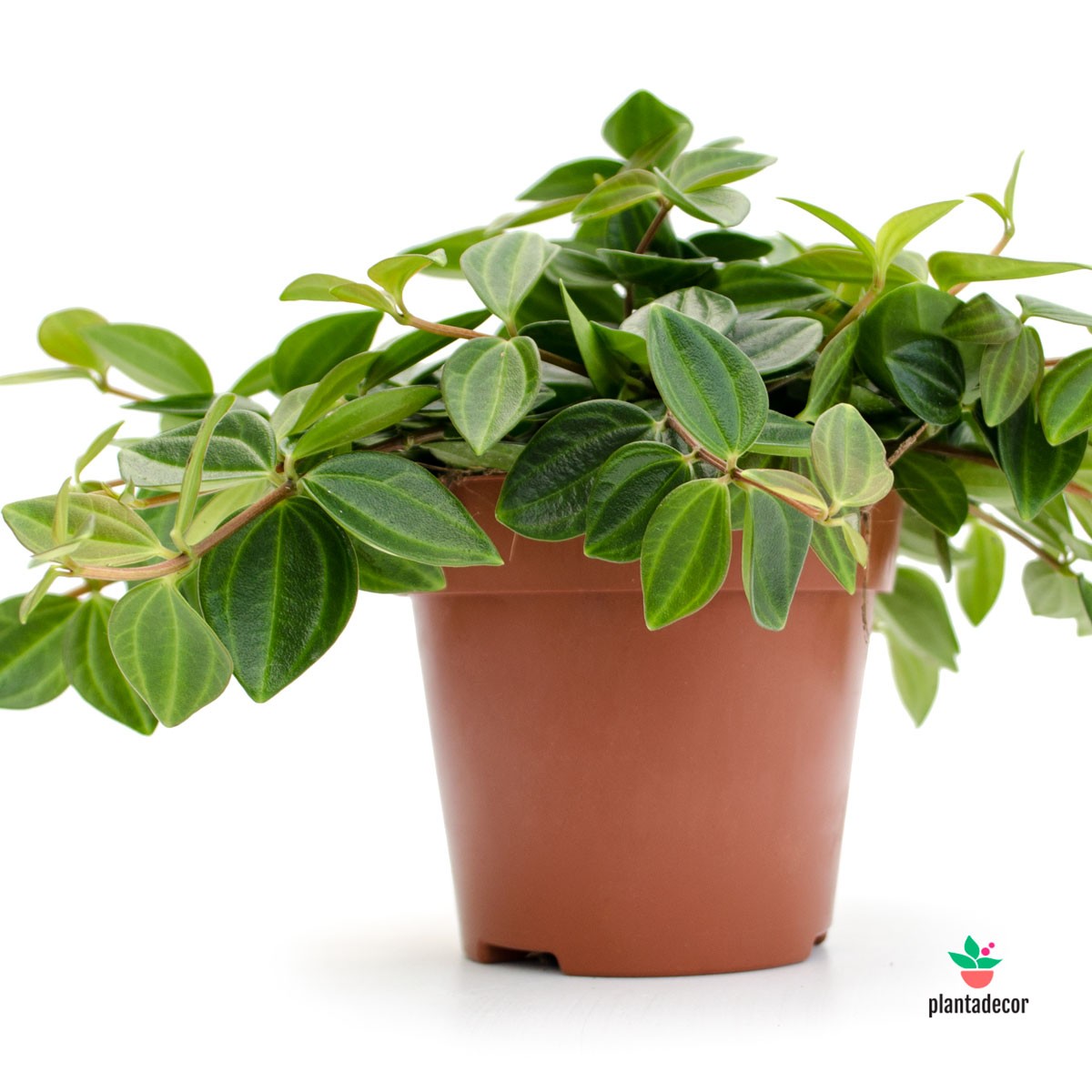 Peperomia angulata rocca oscuro