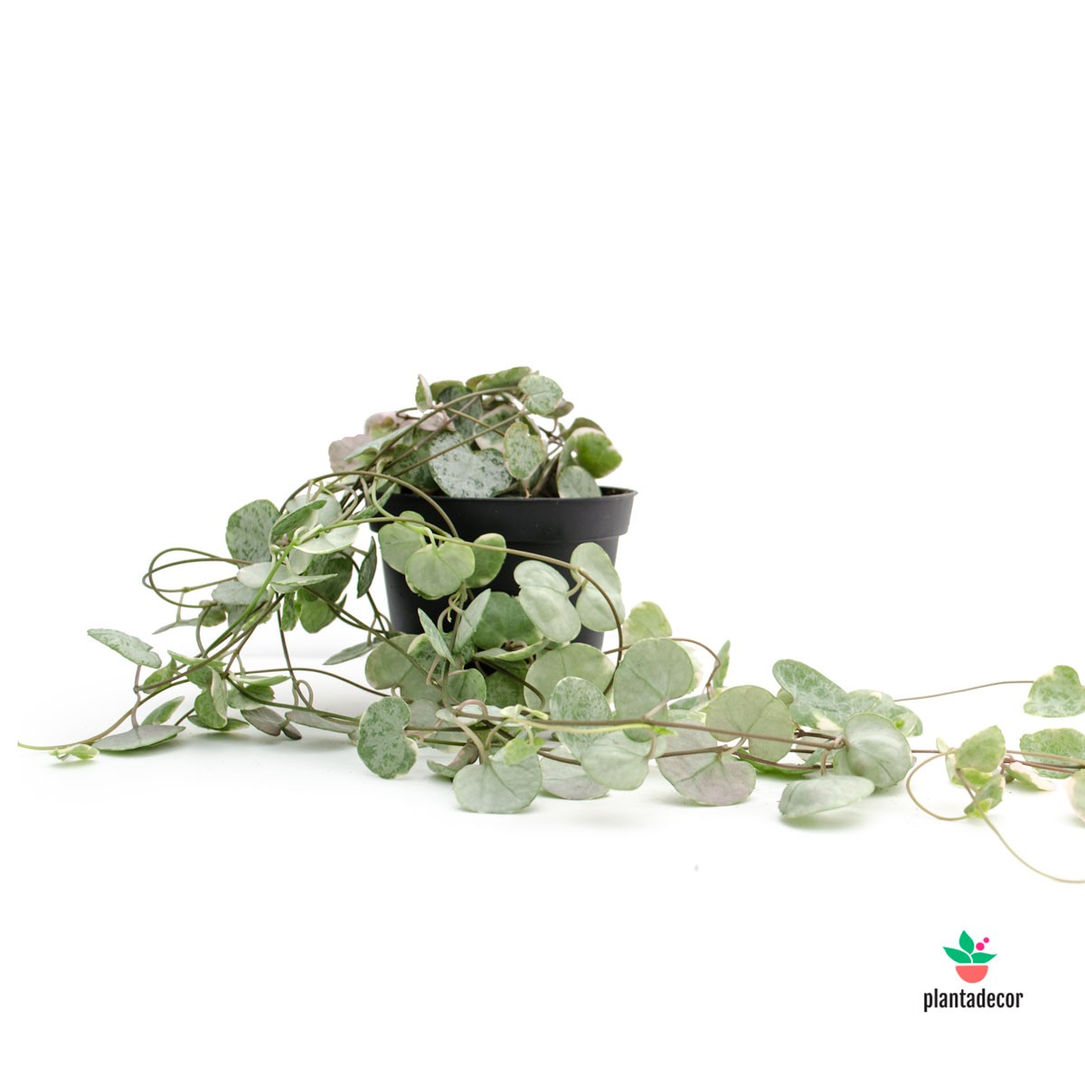 ceropegia woodii variegada comprar