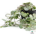 comprar ceropegia woodii