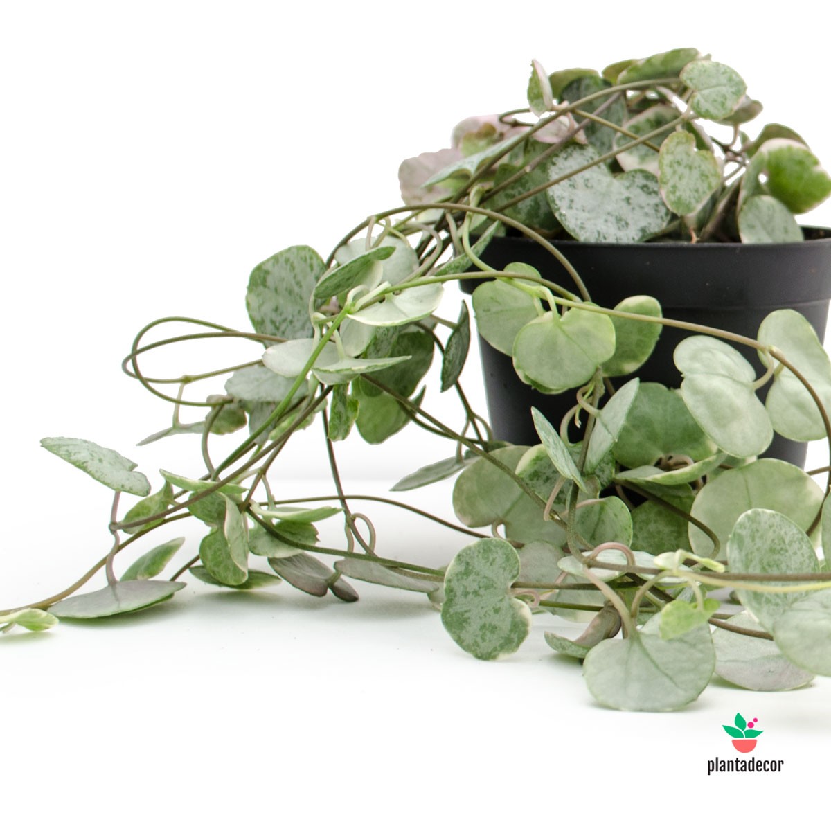 comprar ceropegia woodii