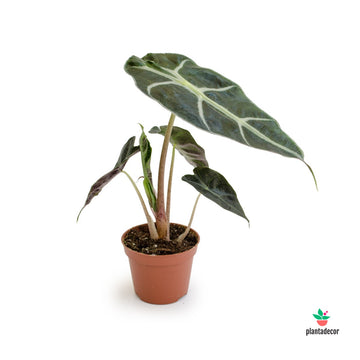 Alocasia Amazonica Polly "Mini"