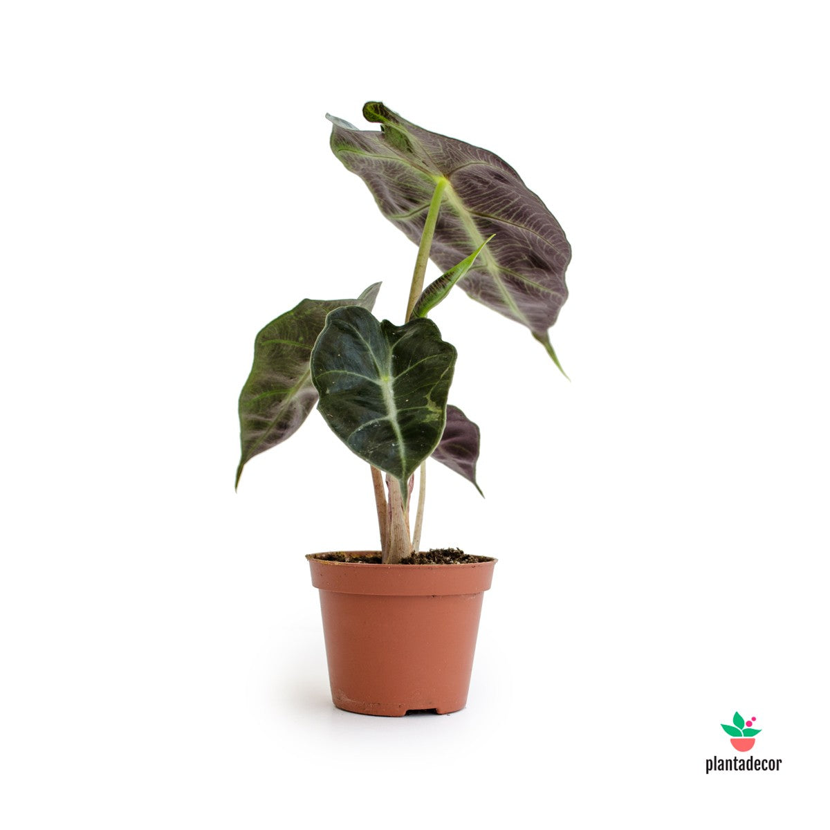 comprar Alocasia Amazonica Polly