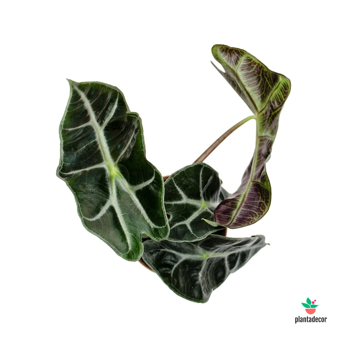 Alocasia Amazonica Polly mini plantadecor