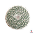 Mammillaria Hahniana cactus