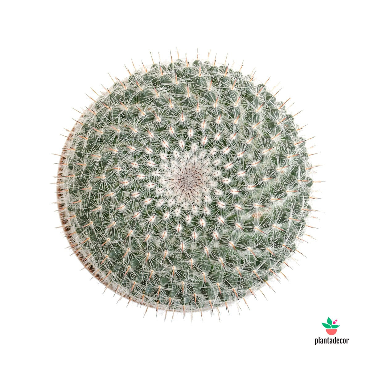 Mammillaria Hahniana cactus