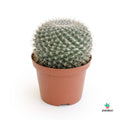 Mammillaria Hahniana comprar