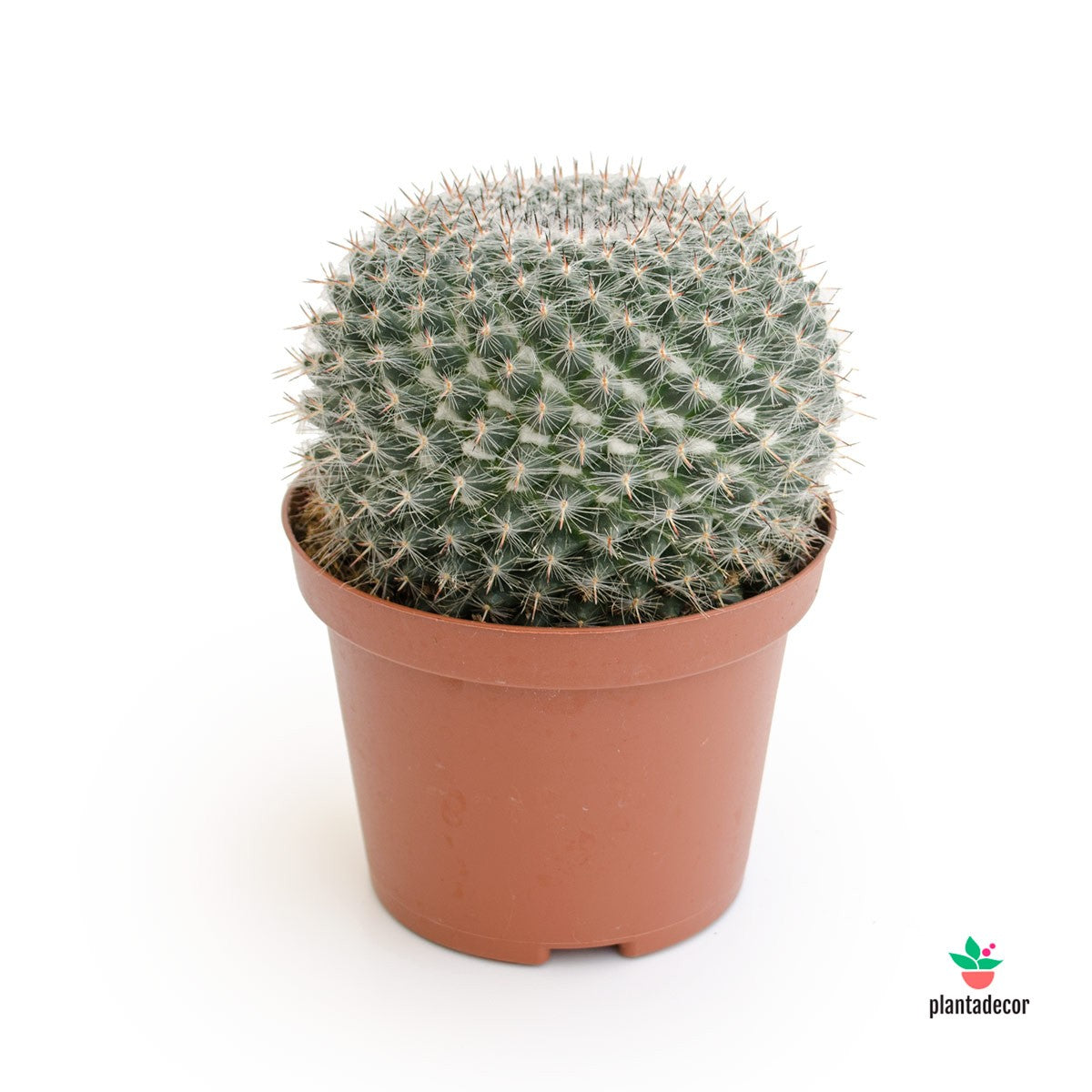 Mammillaria Hahniana comprar