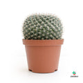 comprar Mammillaria Hahniana