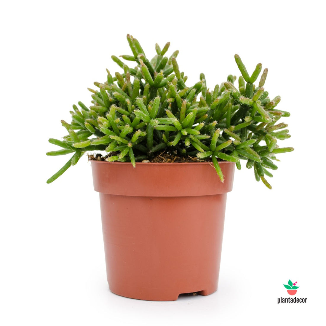 Rhipsalis Burchellii