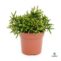Rhipsalis burchellii plantadecor