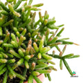 Rhipsalis burchellii