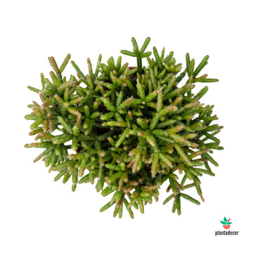 Rhipsalis Burchellii