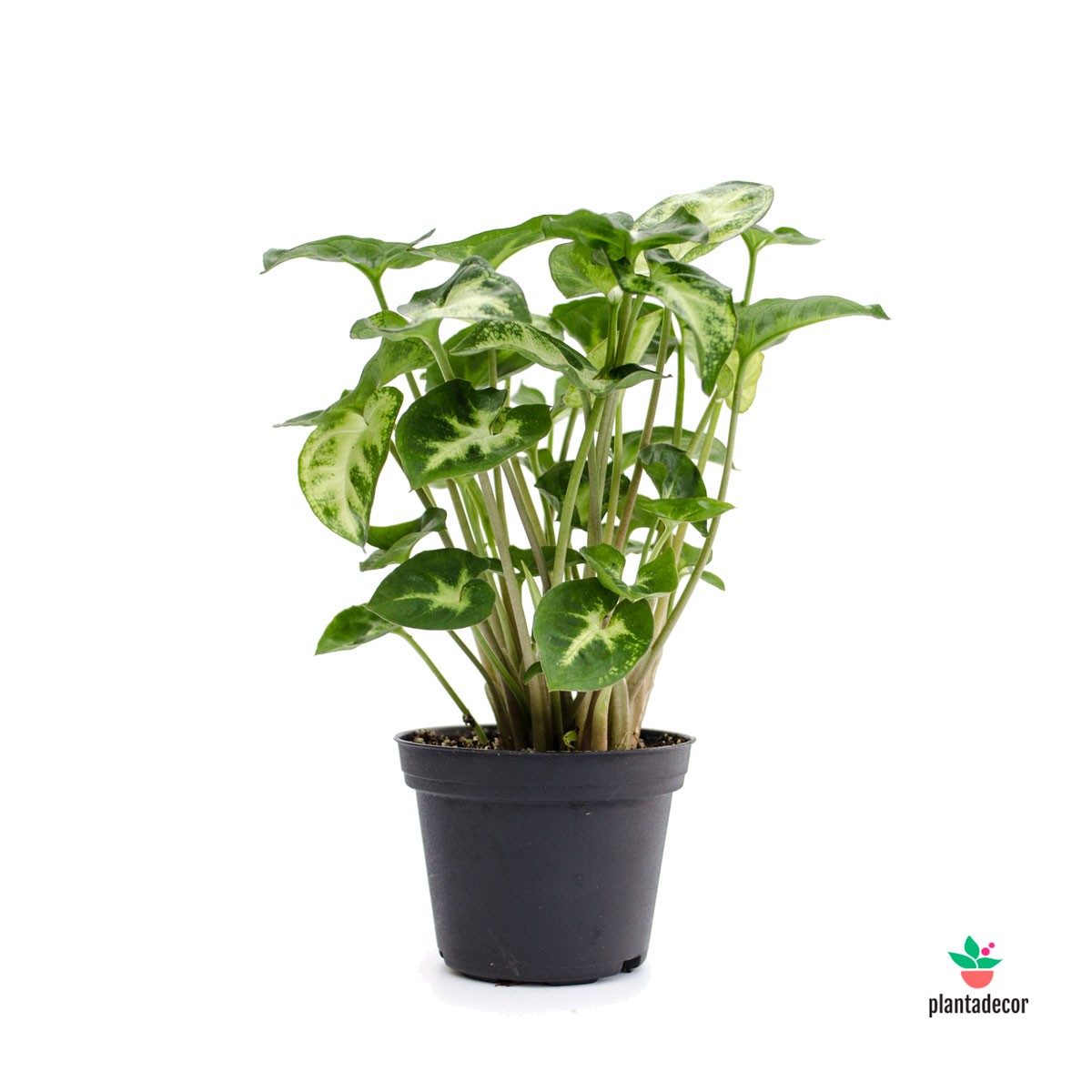 Syngonium Pixie