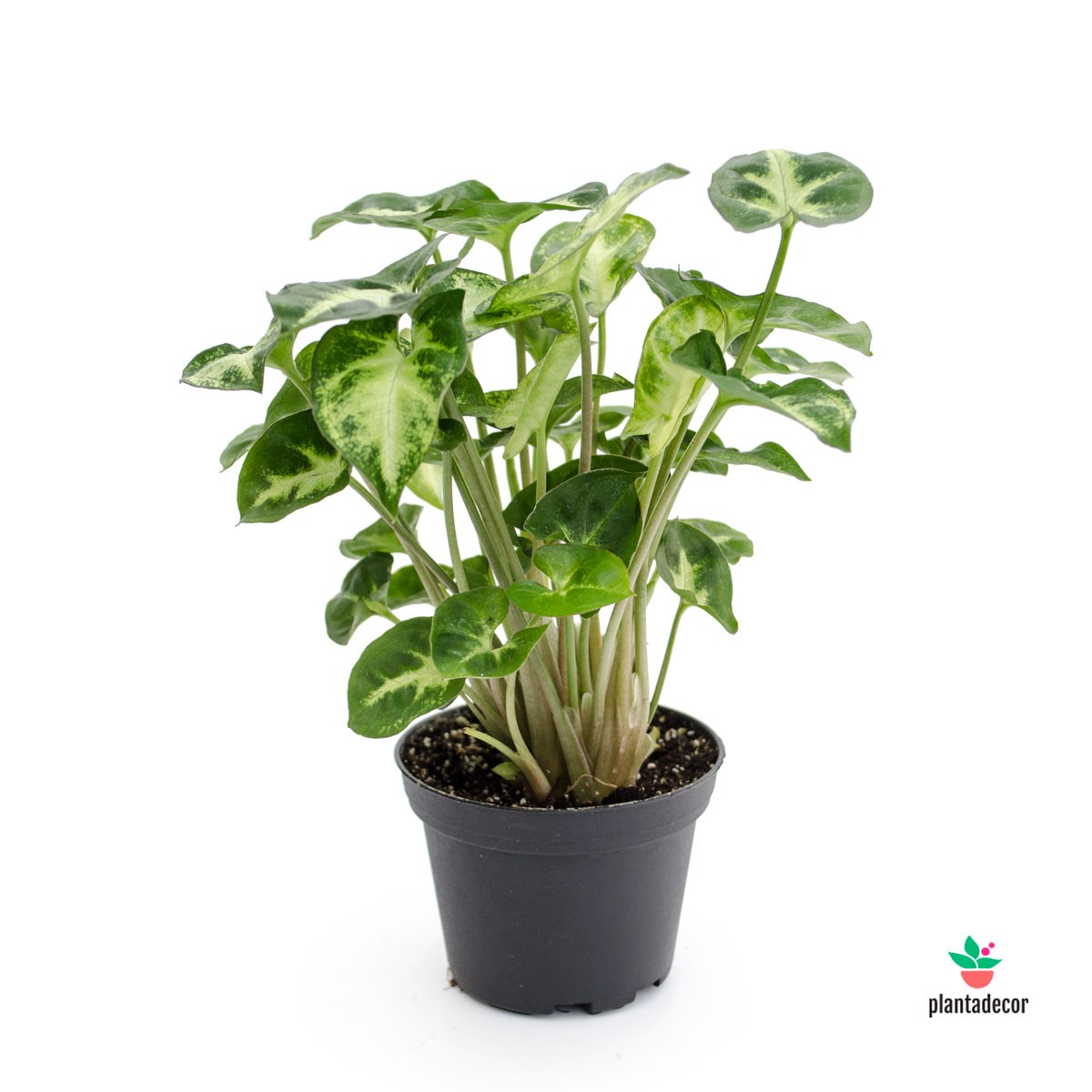 comprar Syngonium Pixie