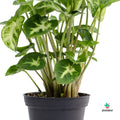Syngonium Pixie comprar