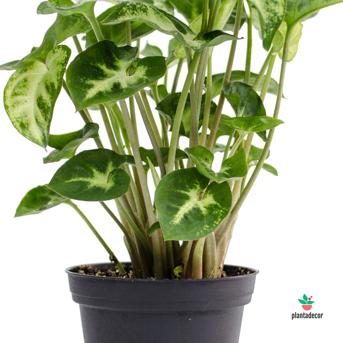 Syngonium Pixie comprar