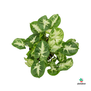 Syngonium Podophyllum 'Green Pixie'