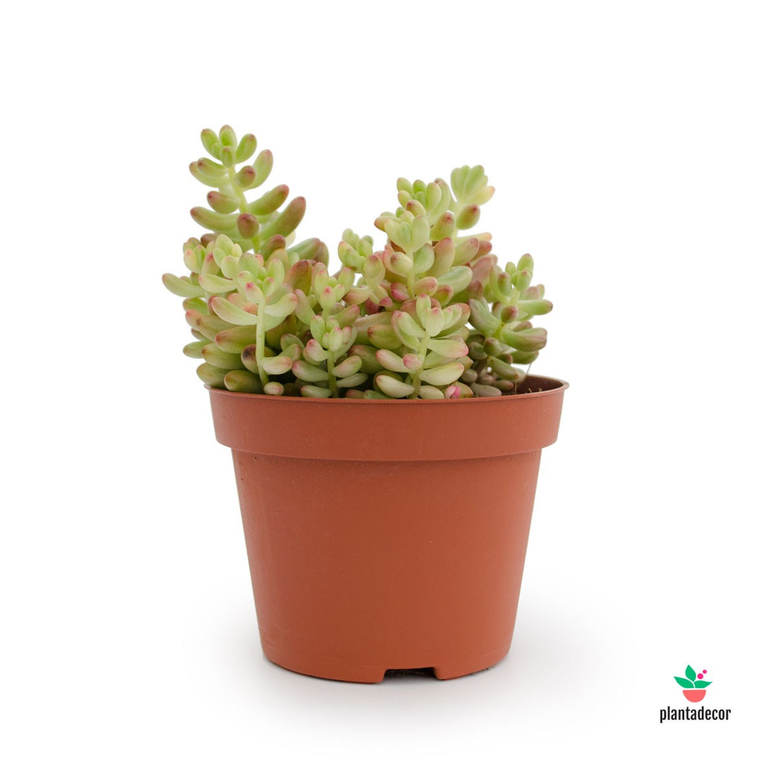 Sedum Aurora 'Rosea'