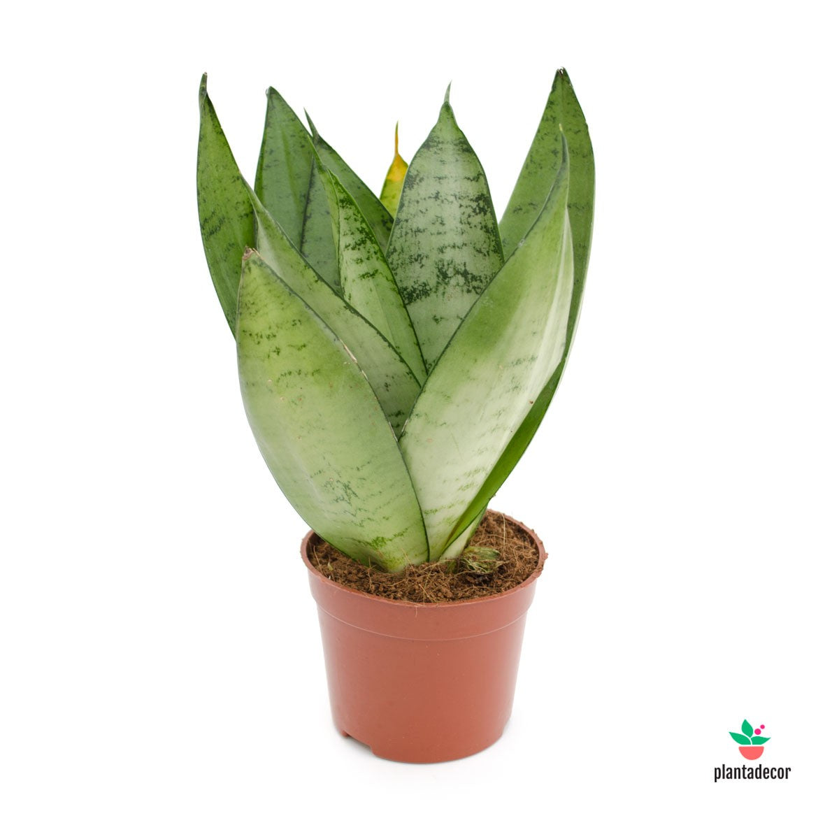 Sanseviera Trifasciata Moonshine comprar online