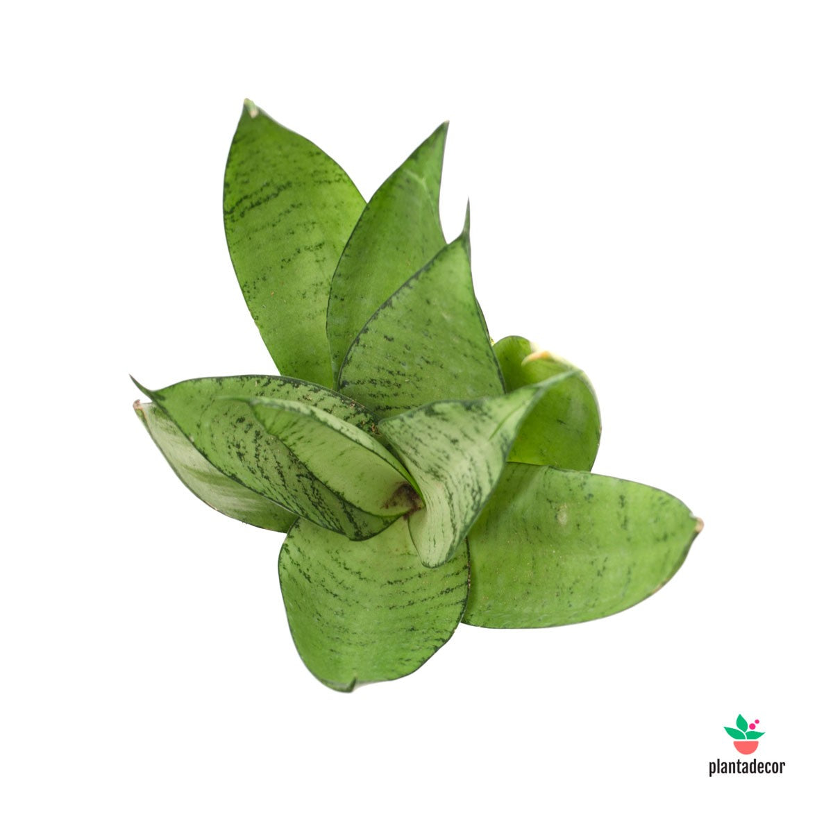 Sanseviera Trifasciata Moonshine