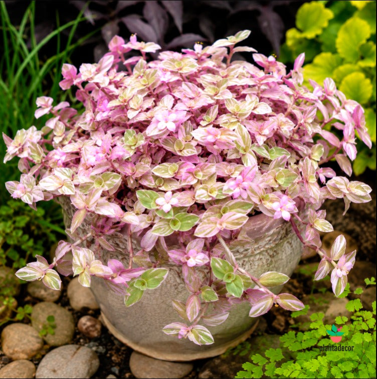 Callisia rosa