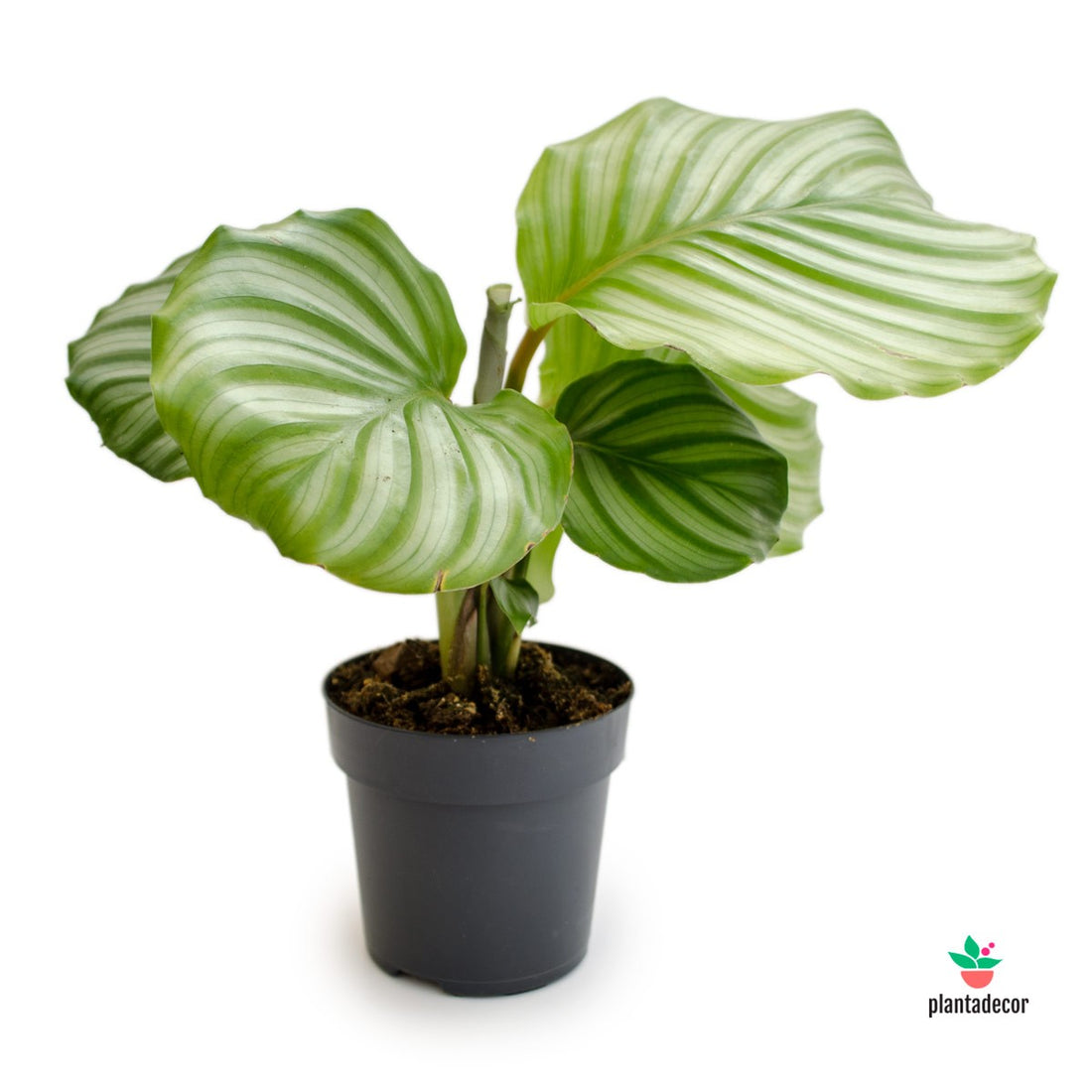 Calathea Orbifolia