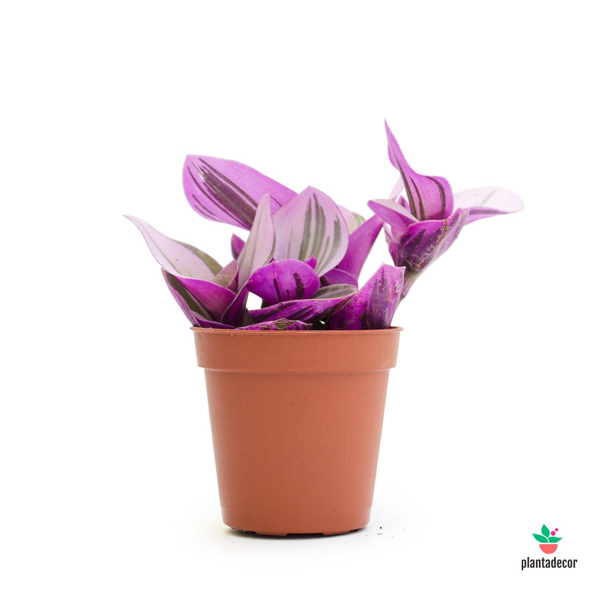 Tradescantia Albiflora Nanouk mini