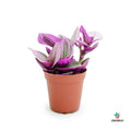 Tradescantia Nanouk mini