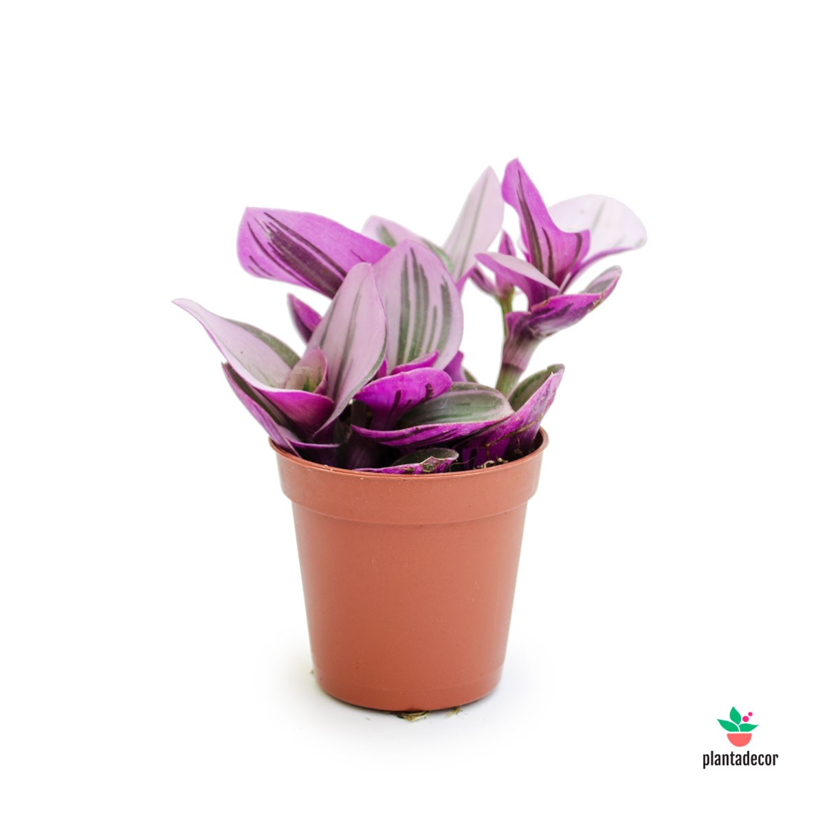 Tradescantia Nanouk mini