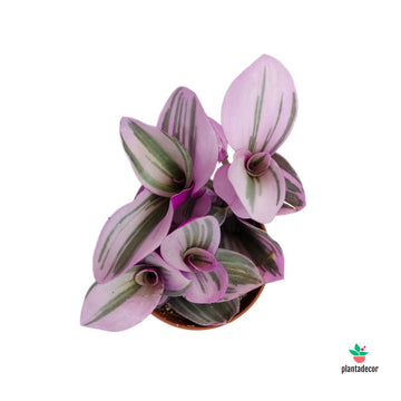 Tradescantia Albiflora Nanouk "Mini"