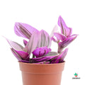 Tradescantia Albiflora Nanouk
