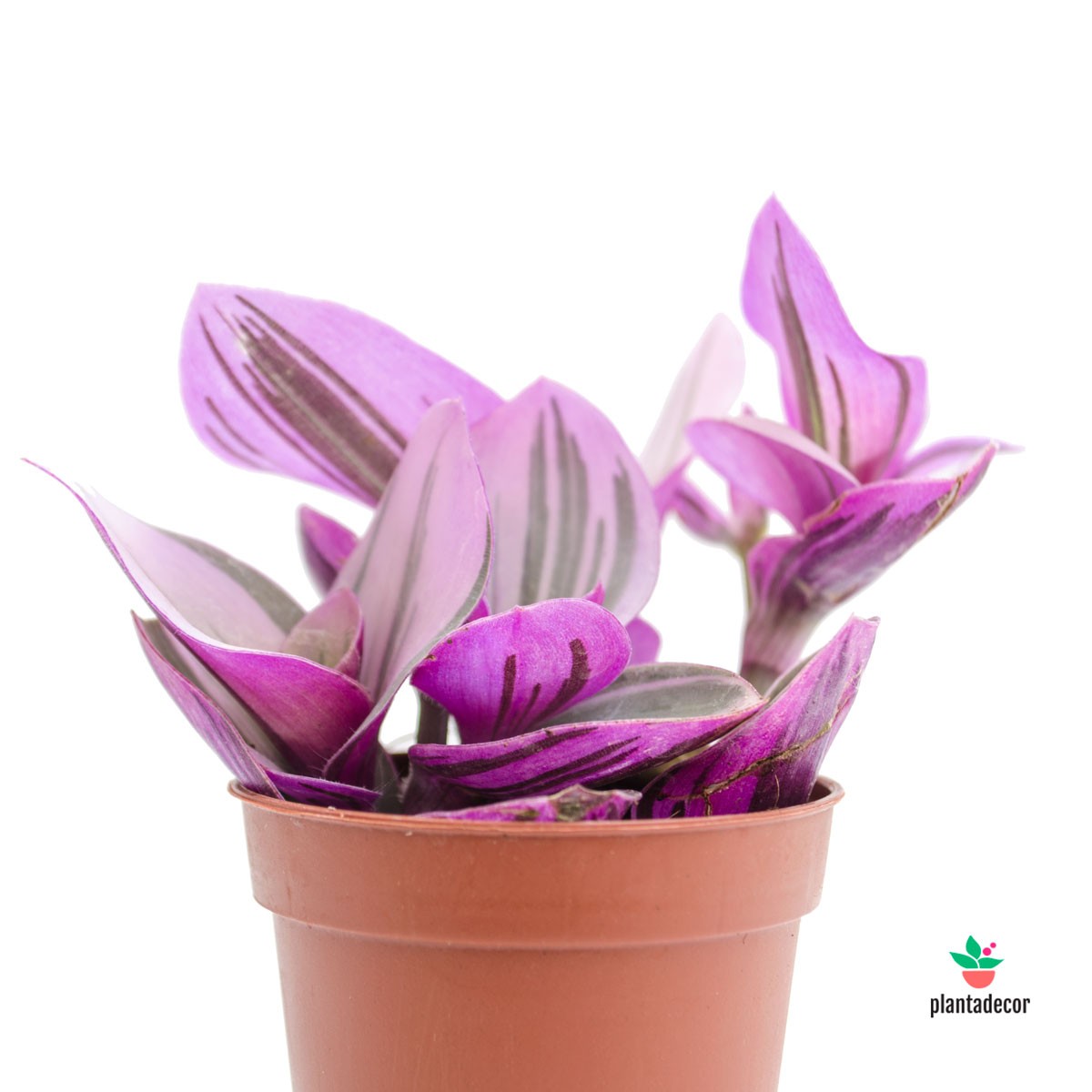 Tradescantia Albiflora Nanouk