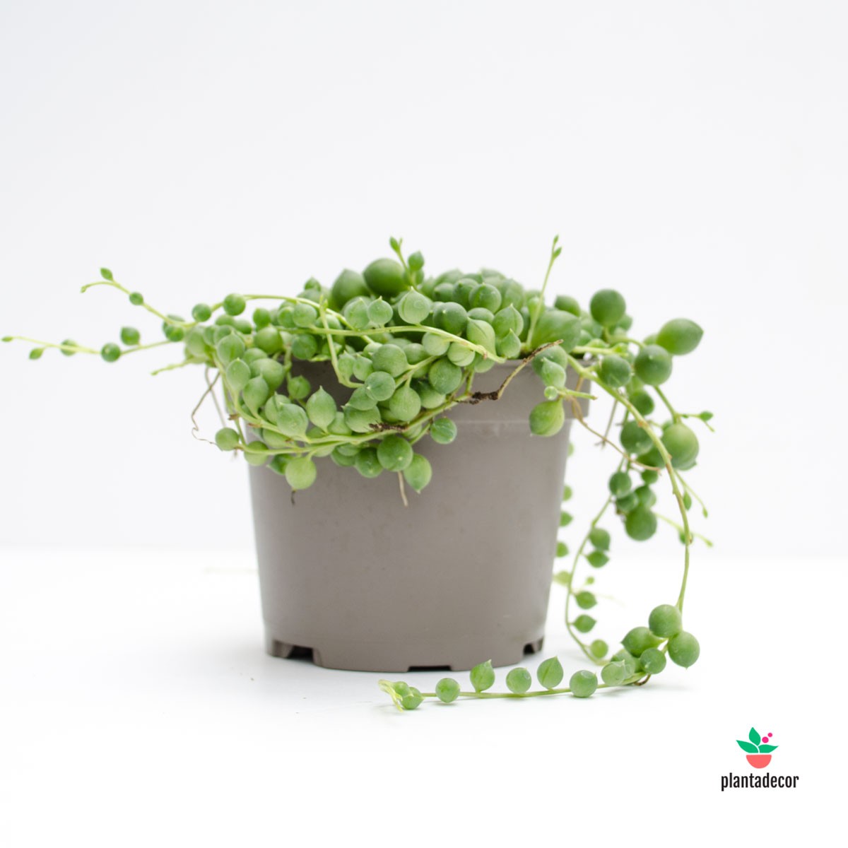 Senecio Rowleyanus de vivero