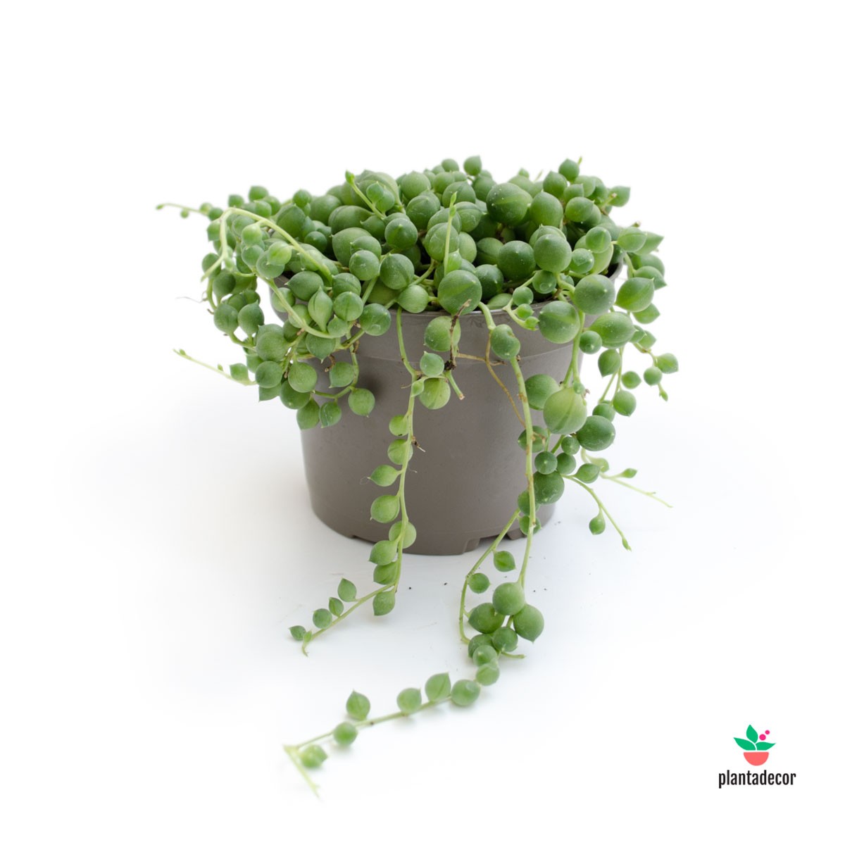 Senecio Rowleyanus comprar