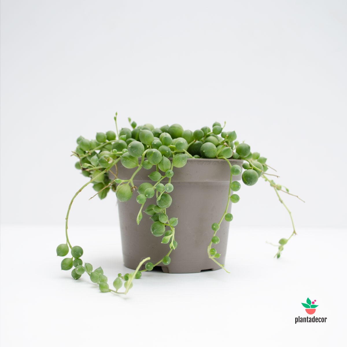 Senecio Rowleyanus colgante