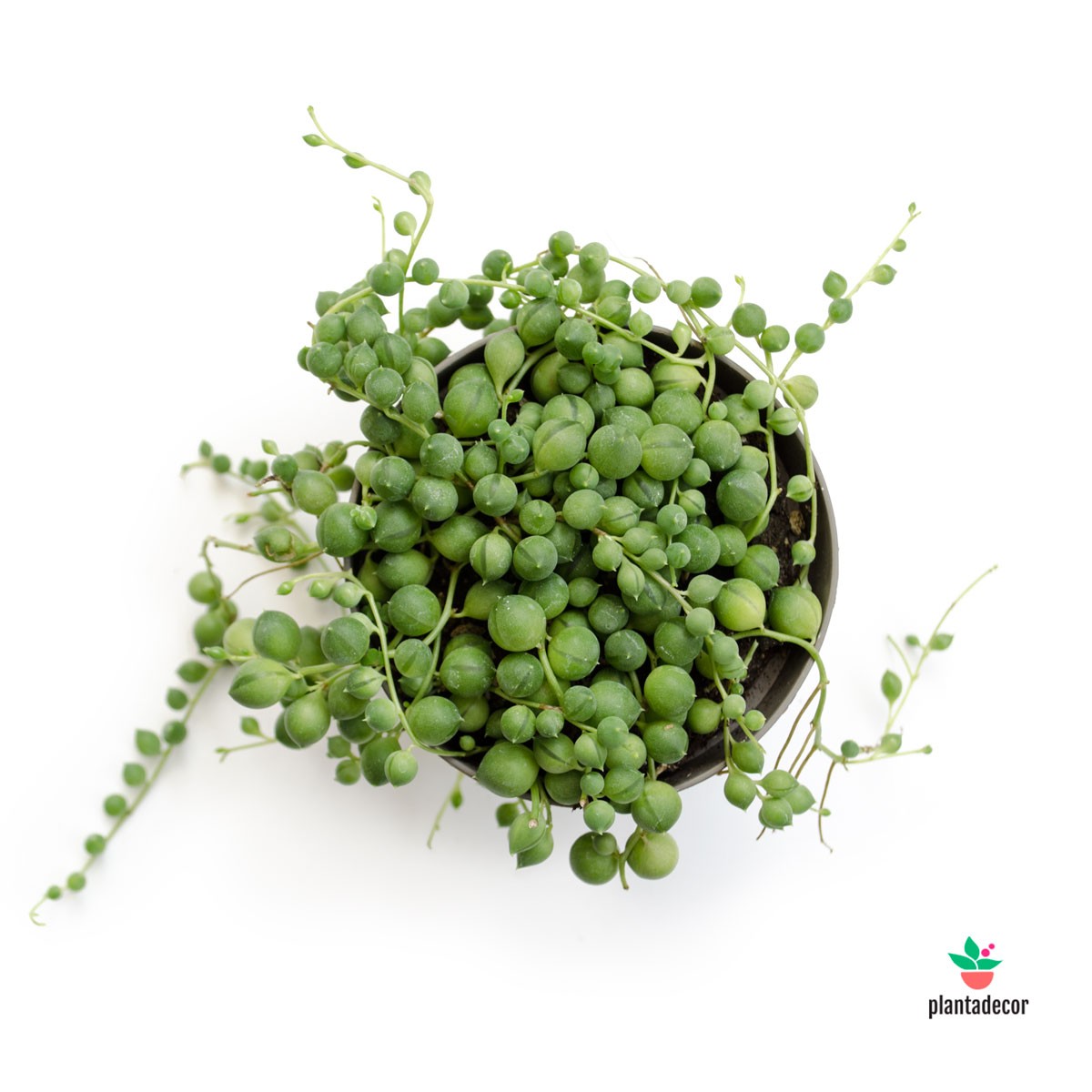 Senecio Rowleyanus online