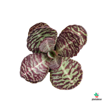 Kalanchoe Humilis "Desert Surprise"
