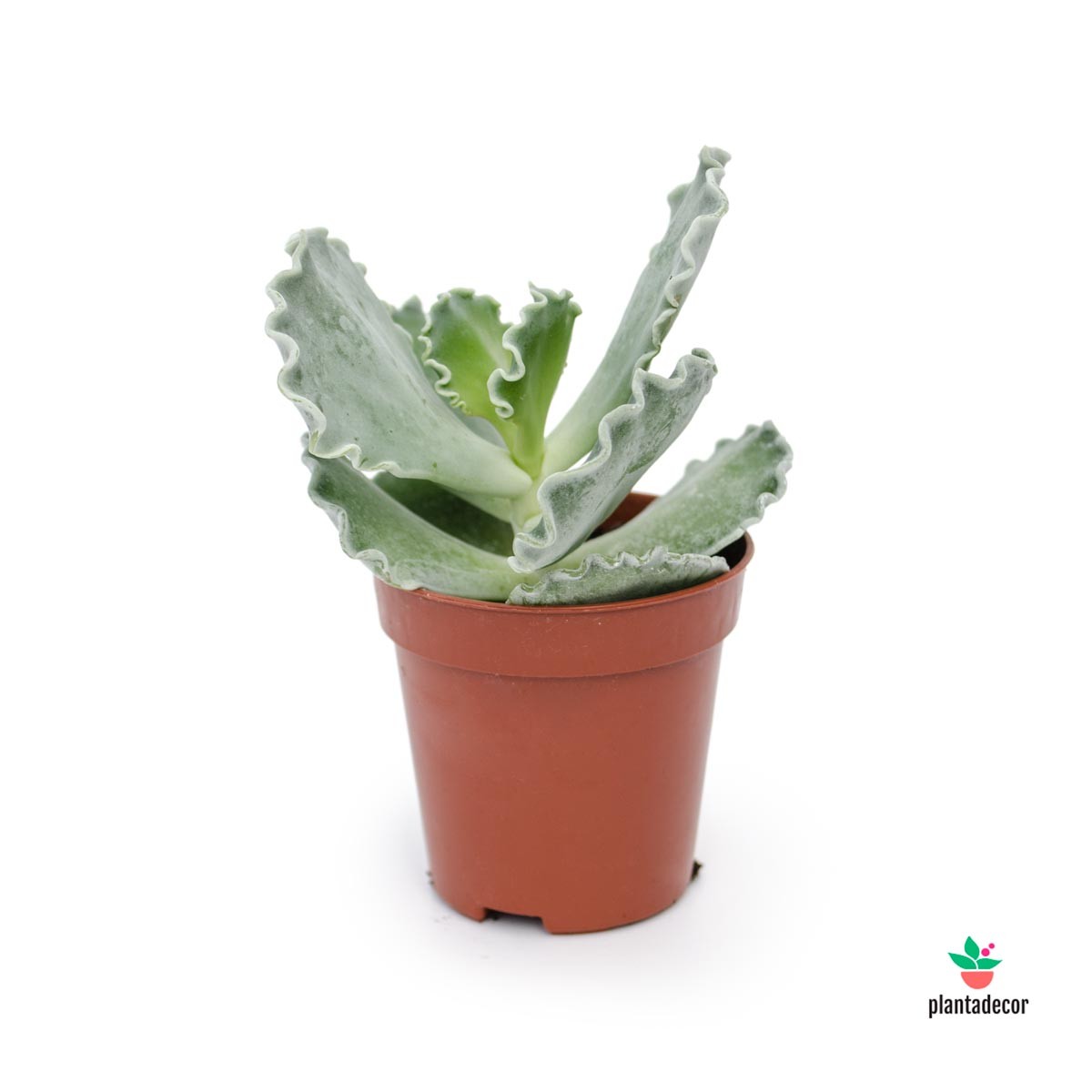 Cotyledon Undulata mini comprar