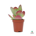 Kalanchoe Thyrsiflora rojo