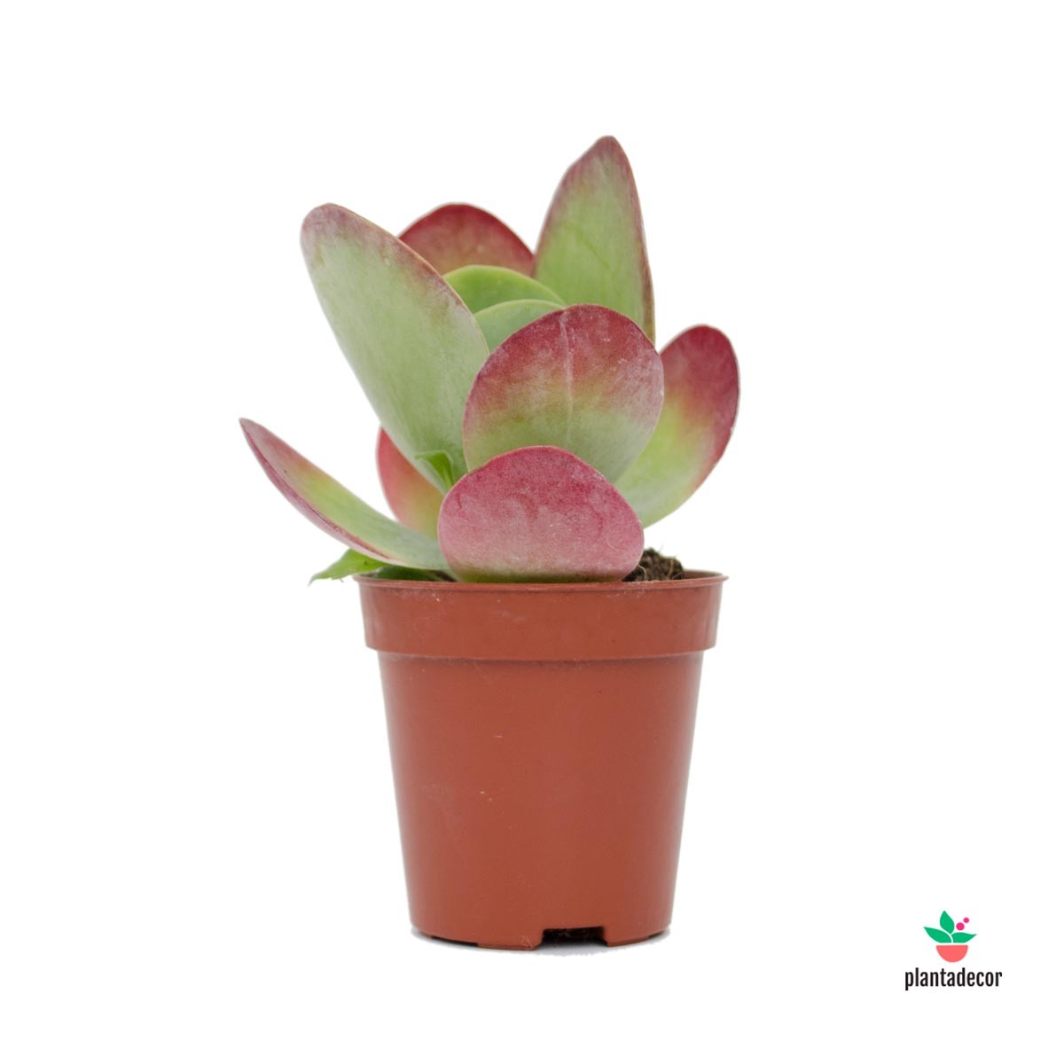 Kalanchoe Thyrsiflora rojo