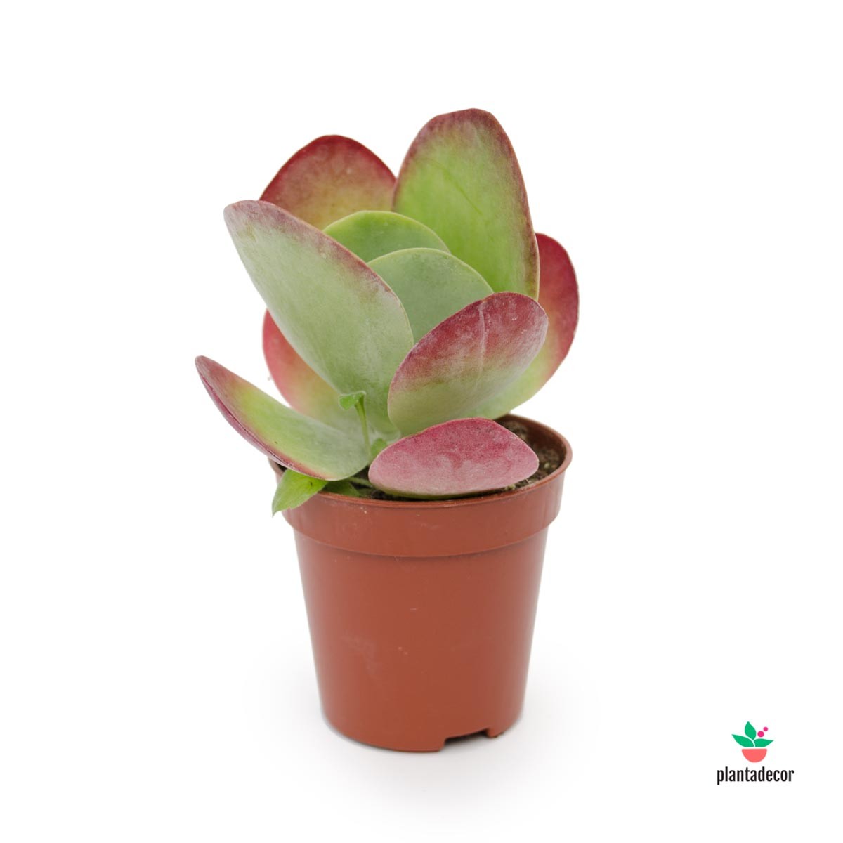 Kalanchoe ThyrSíflora var. Red Lips "Mini"