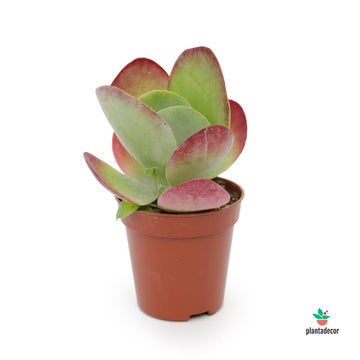 Kalanchoe ThyrSíflora var. Red Lips "Mini"