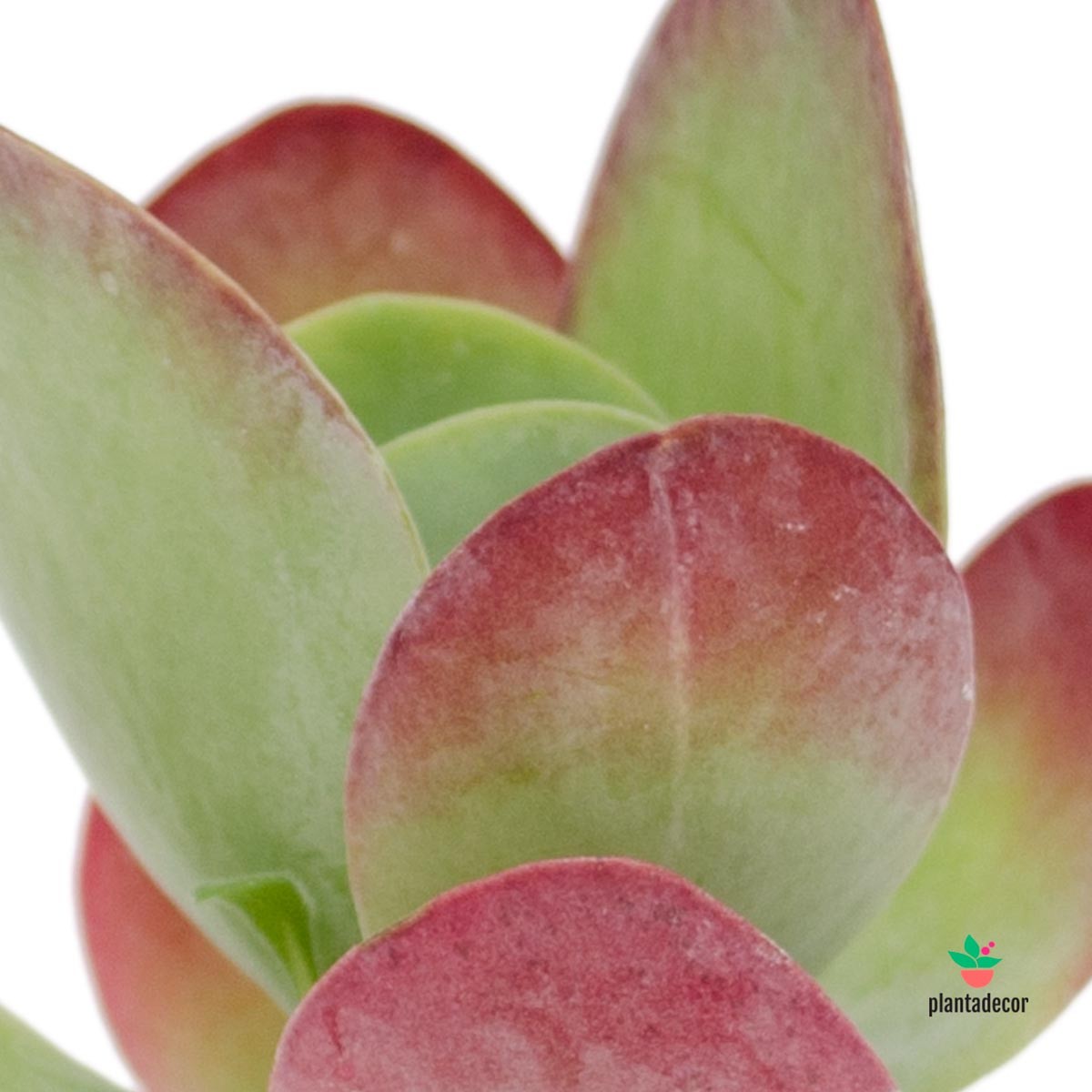 Kalanchoe Thyrsiflora rojo comprar