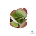 Kalanchoe Red Lips  comprar