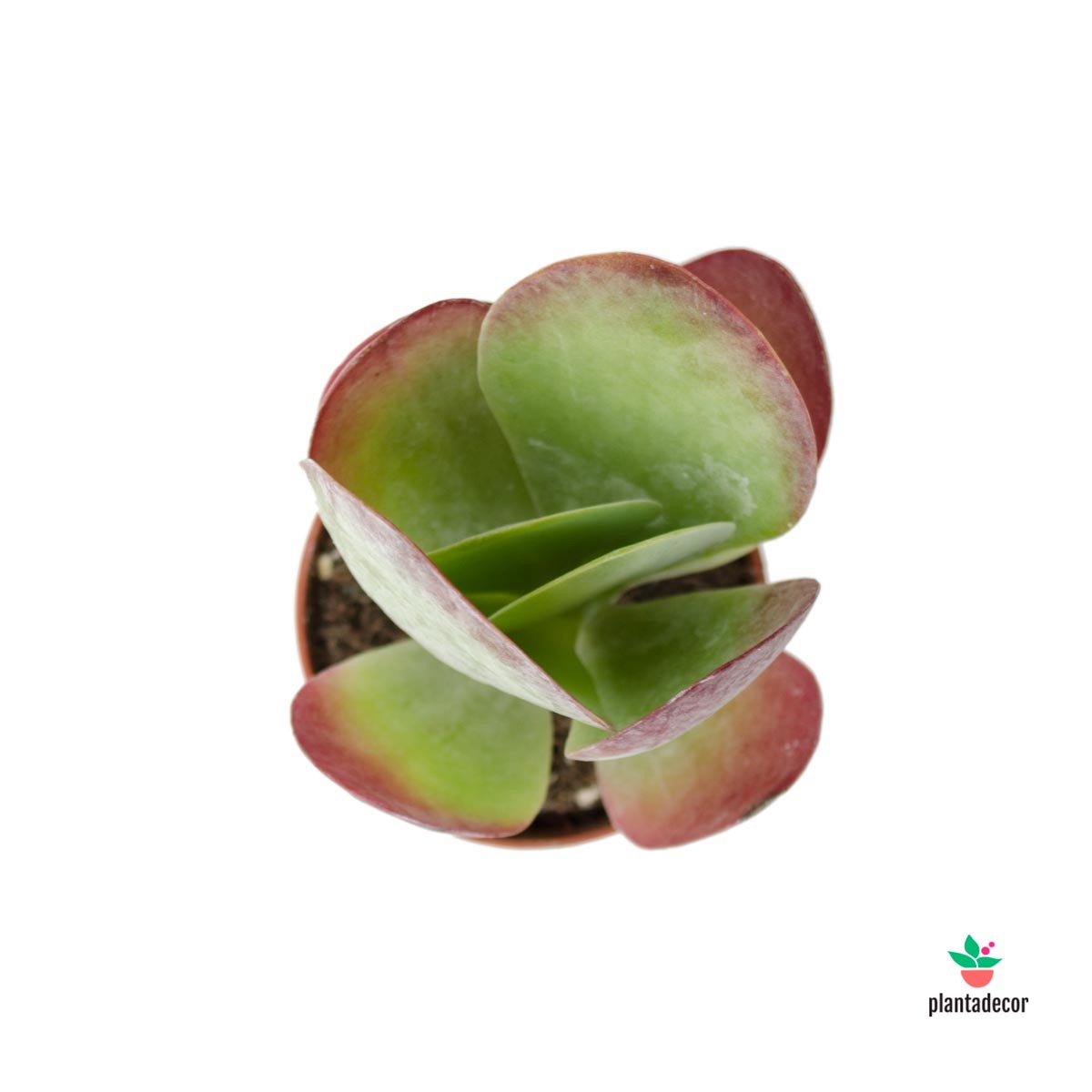 Kalanchoe Red Lips  comprar